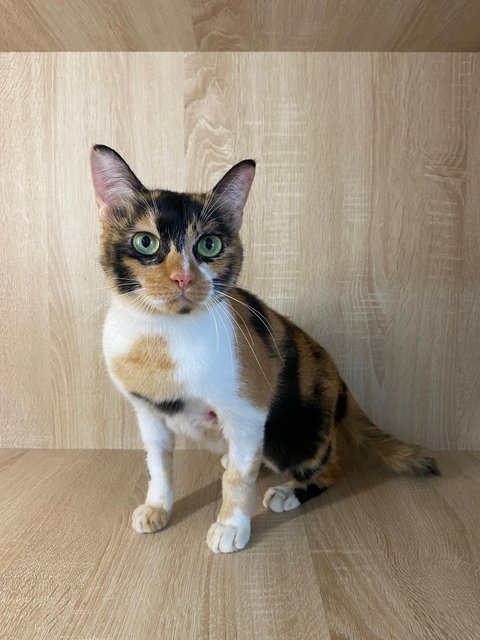 Melina And Pichu - Domestic Short Hair Cat