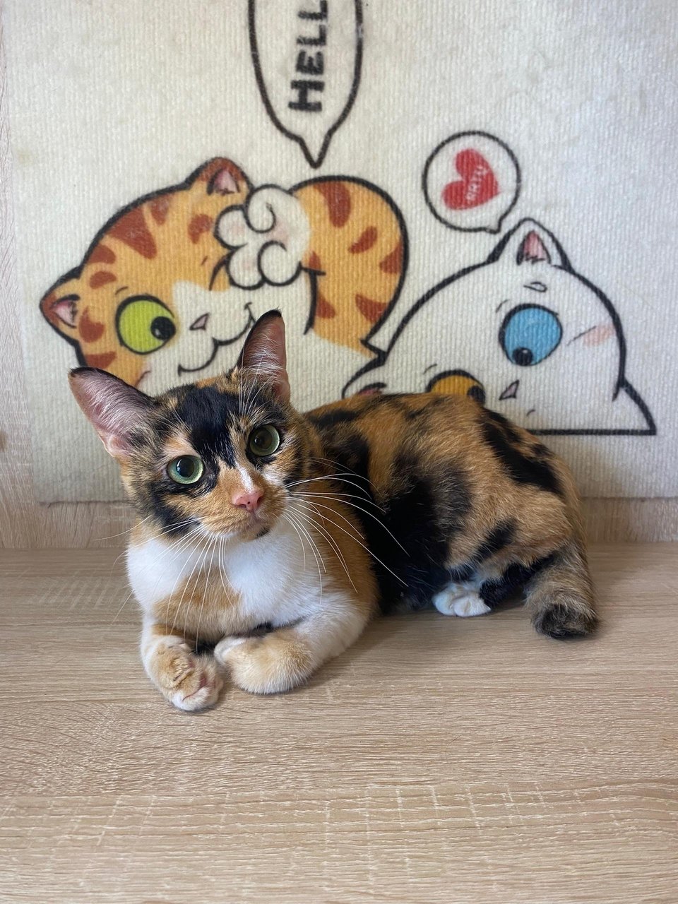 Melina And Pichu - Domestic Short Hair Cat