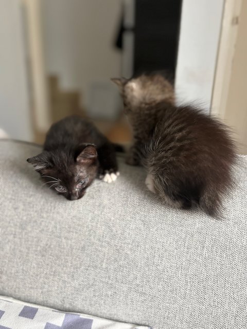 Blacky, Ozzy, Jenny - Domestic Medium Hair + Domestic Long Hair Cat