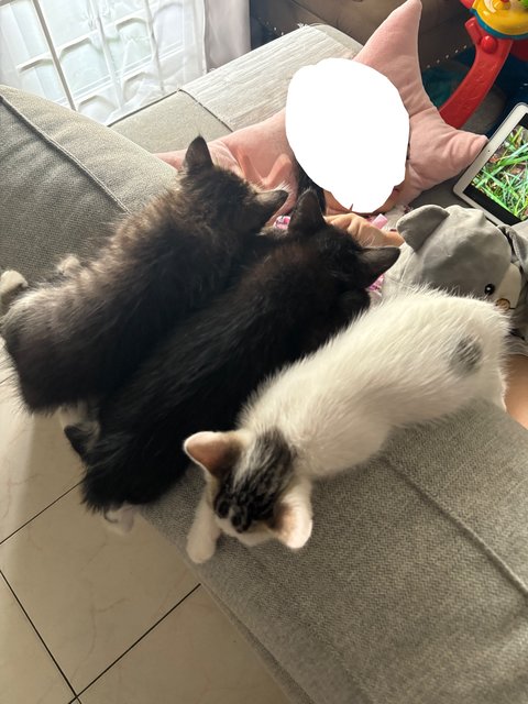 Blacky, Ozzy, Jenny - Domestic Medium Hair + Domestic Long Hair Cat
