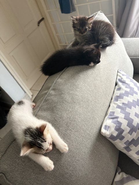 Blacky, Ozzy, Jenny - Domestic Medium Hair + Domestic Long Hair Cat