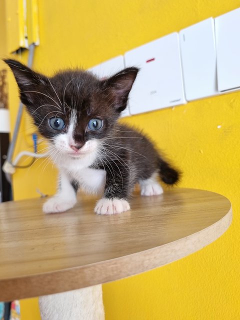 Jane - Tuxedo Cat