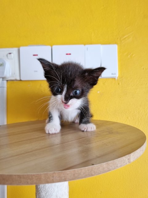 Jane - Tuxedo Cat