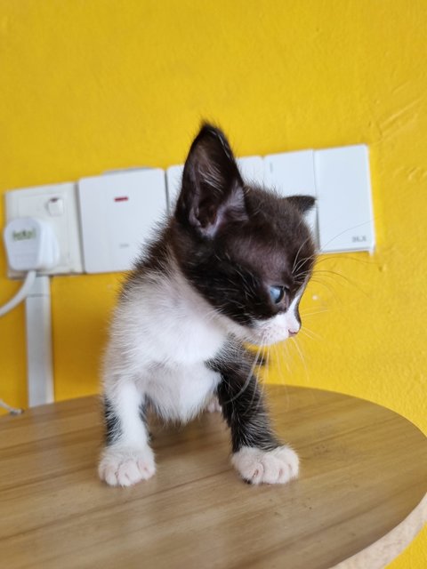 Jane - Tuxedo Cat