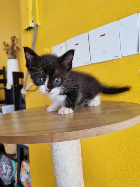 Jane - Tuxedo Cat
