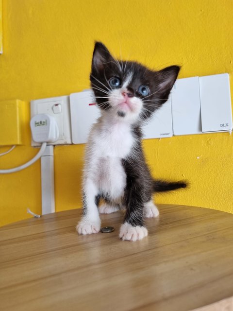 Jane - Tuxedo Cat