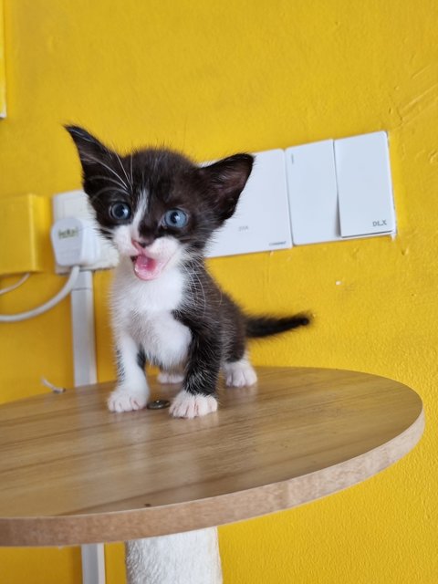 Jane - Tuxedo Cat