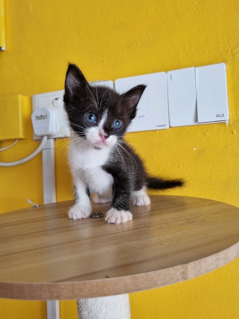 Jane - Tuxedo Cat