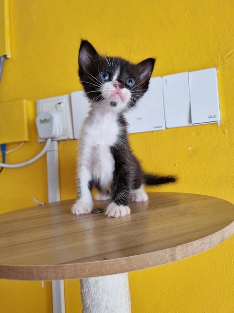Jane - Tuxedo Cat