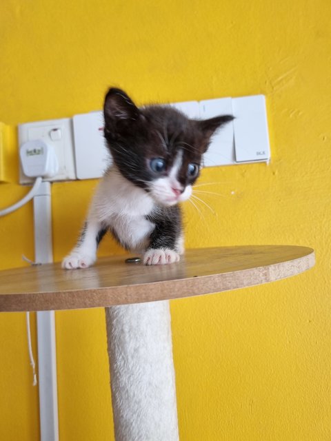 Jane - Tuxedo Cat