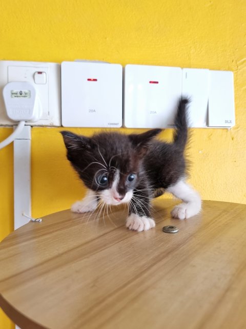 Jane - Tuxedo Cat