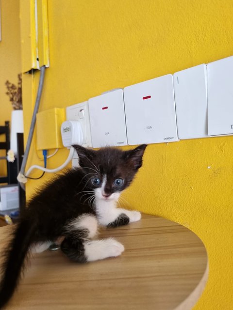 Jane - Tuxedo Cat
