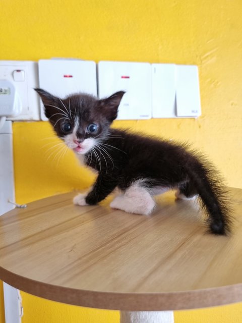 Jane - Tuxedo Cat
