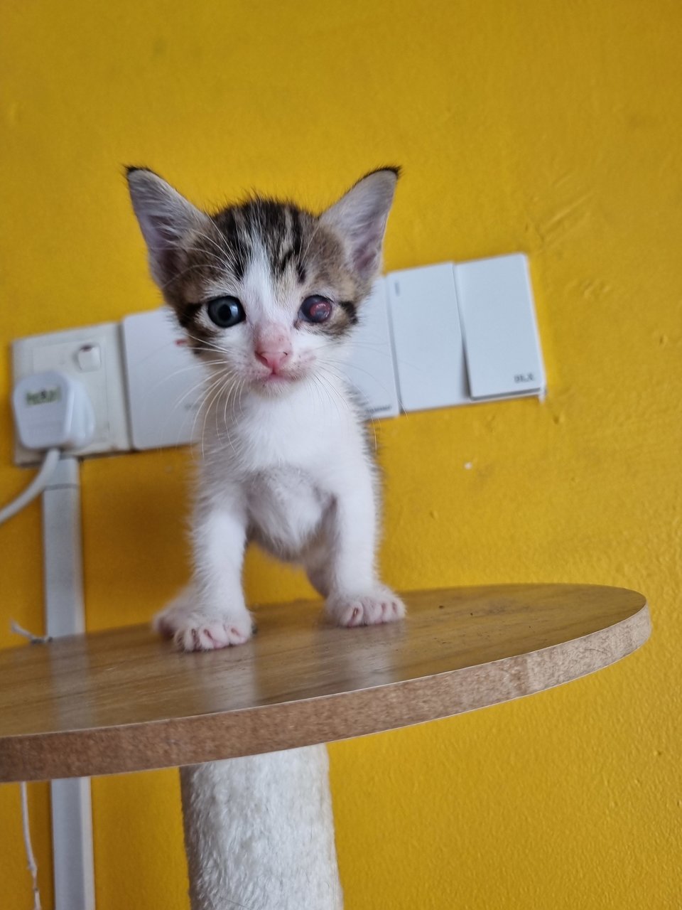 Rany - Domestic Medium Hair Cat