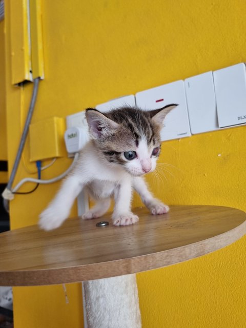 Rany - Domestic Medium Hair Cat