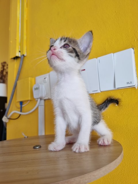 Rany - Domestic Medium Hair Cat