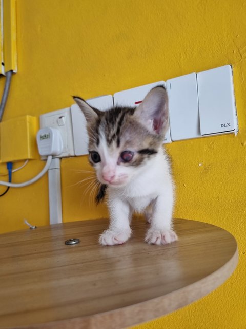 Rany - Domestic Medium Hair Cat