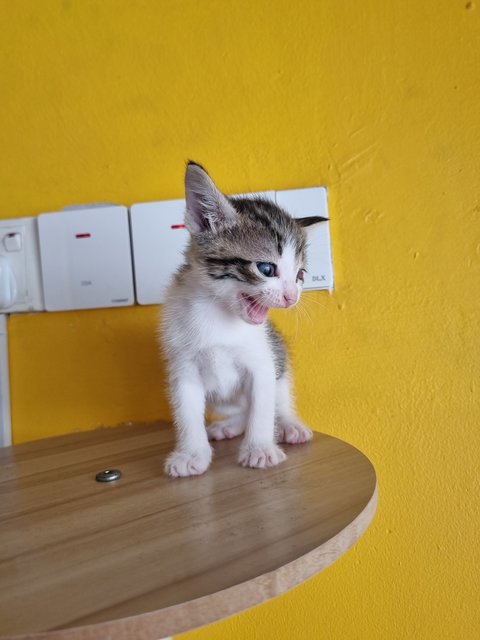 Rany - Domestic Medium Hair Cat