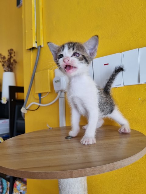 Rany - Domestic Medium Hair Cat