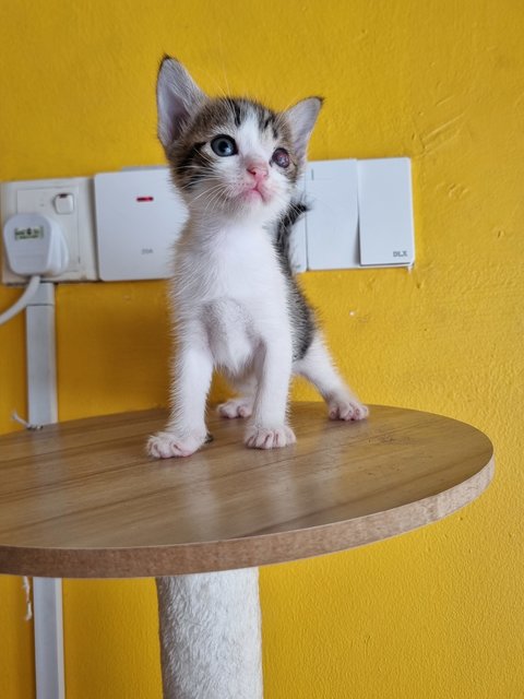 Rany - Domestic Medium Hair Cat