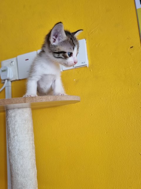 Rany - Domestic Medium Hair Cat