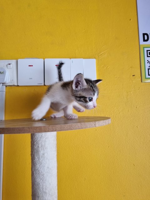 Rany - Domestic Medium Hair Cat