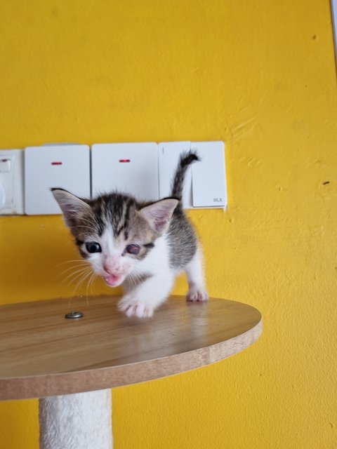 Rany - Domestic Medium Hair Cat