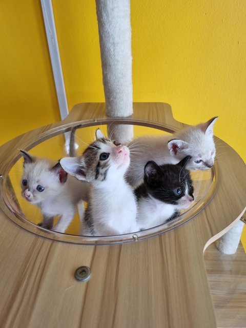 Rany - Domestic Medium Hair Cat