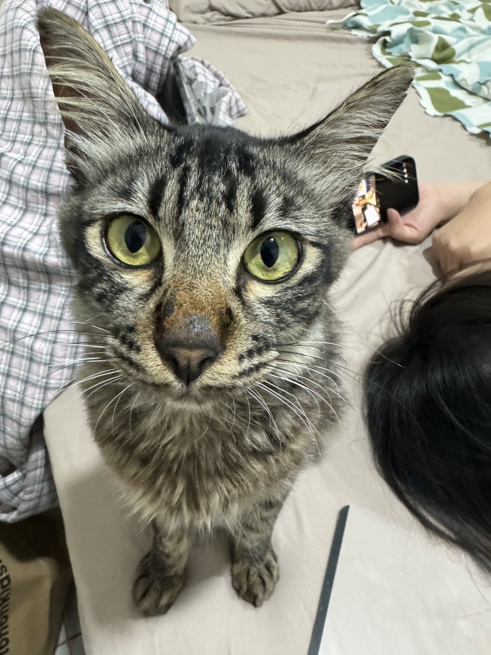 Squirrel - Tabby + Maine Coon Cat