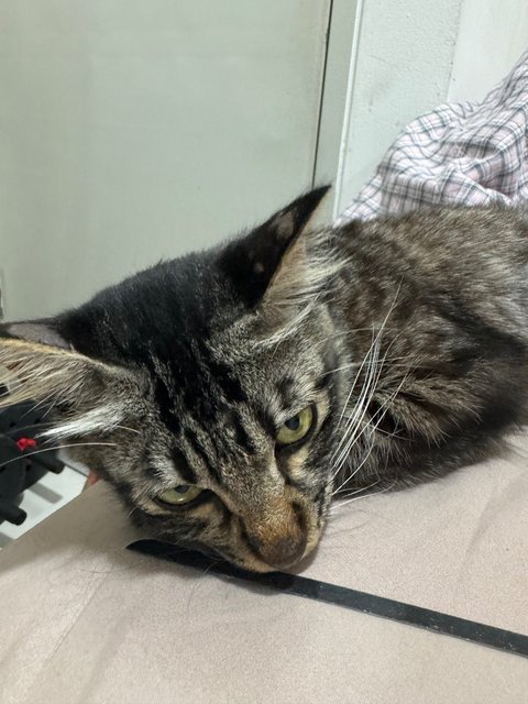 Squirrel - Tabby + Maine Coon Cat