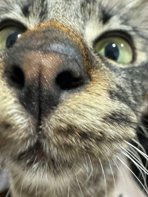 Squirrel - Tabby + Maine Coon Cat