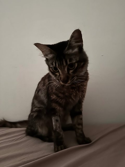 Squirrel - Tabby + Maine Coon Cat
