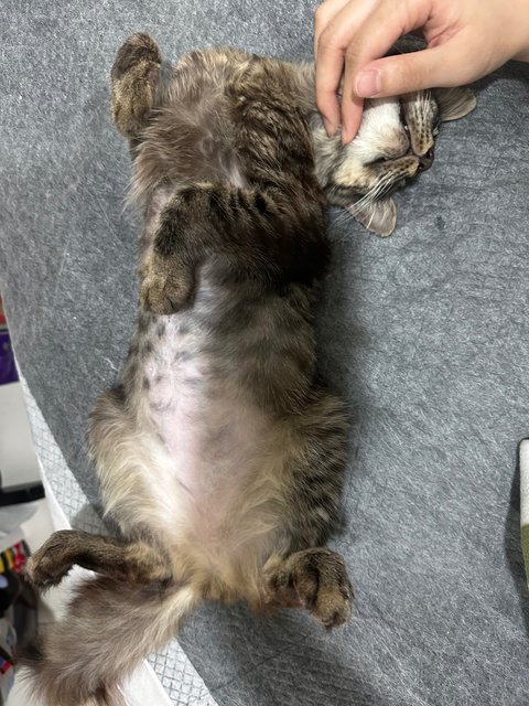 Squirrel - Tabby + Maine Coon Cat