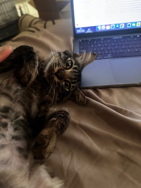 Squirrel - Tabby + Maine Coon Cat