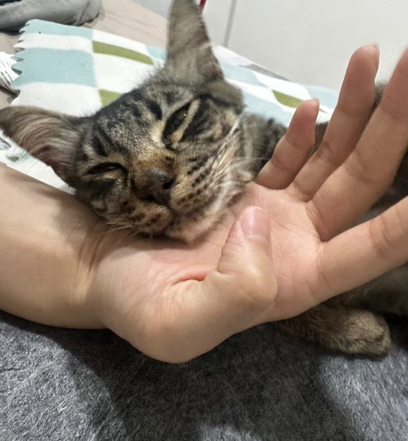 Squirrel - Tabby + Maine Coon Cat