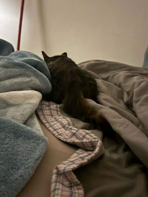 Squirrel - Tabby + Maine Coon Cat