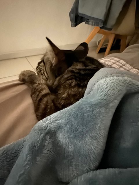Squirrel - Tabby + Maine Coon Cat