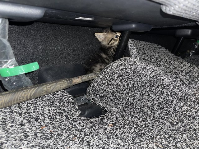 Right after I put her in a bag in the car she escaped and hid under my car seat….