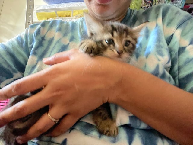 She was scared of the other cats…