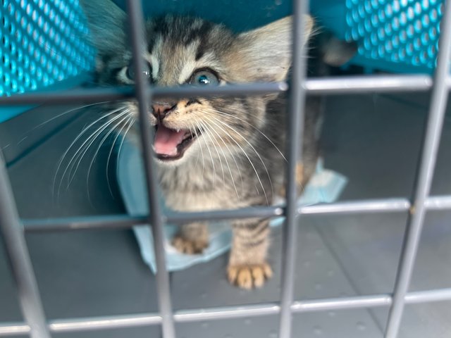 Going to the vet for her X-ray and leg check up but being very local 