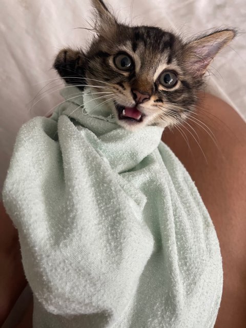 After coming back from the vet…