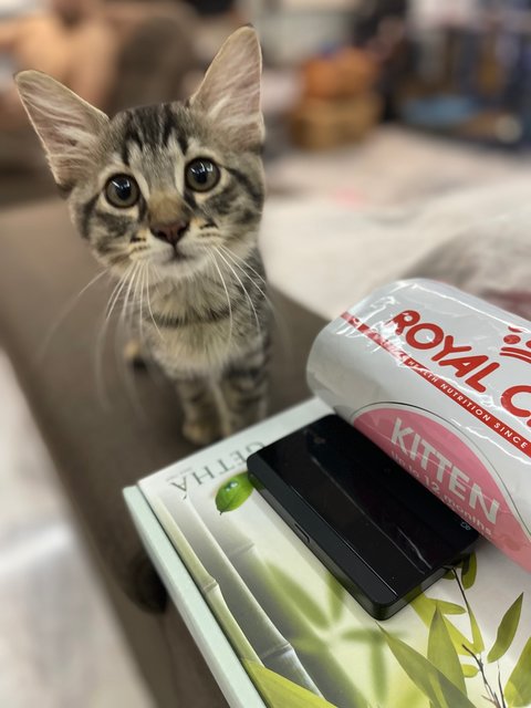 This is her “Can I have more susu and wet food or kibbles pls?” Look… 🤣
