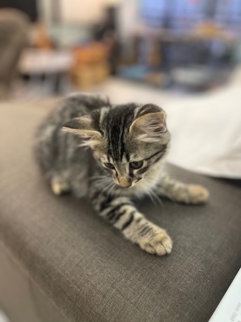 Mischief