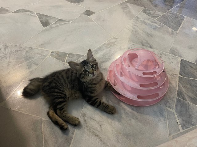 Loves her toys 
