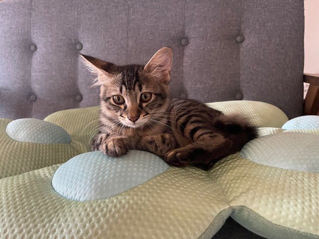 Poser