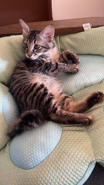 Ratsy - Domestic Medium Hair + Domestic Short Hair Cat