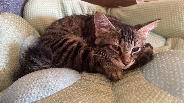 Recovering from slight flu after her vaccine 