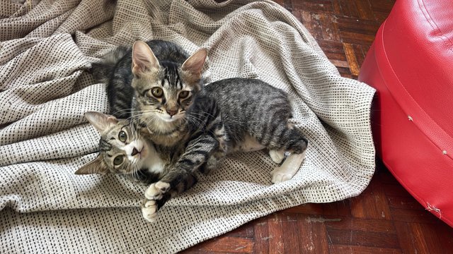 Ratsy - Domestic Medium Hair + Domestic Short Hair Cat