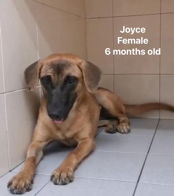 Joyce - Mixed Breed Dog