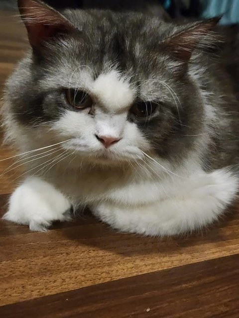 Chubby - Persian + British Shorthair Cat